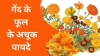 गेंदे के फूल के अचूक फायदे | Benefits of Marigold | Genda Ke Phool Ke Fayde