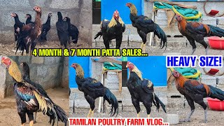 Top Quality Patta Sales 800 முதல் |  தரமான பெருவெடை சேவல் விற்பனைக்கு | 4Month chick Sales |