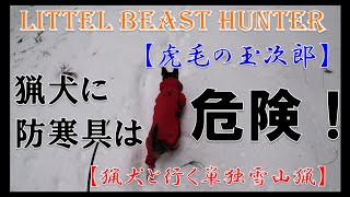 猟犬と行く単独雪山猟　Littel Beast Hunter『虎毛の玉次郎』低体温症予防のため防寒具を着せましたが枝などに引っ掛かり逆に危険ですね。　#猟犬 #狩猟 #単独猟 #雪山猟