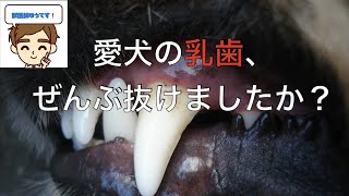 【獣医師がやさしく解説】愛犬の乳歯はぜんぶ抜けましたか？　〜乳歯が残っていると起きる怖いこと〜