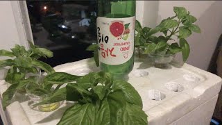 Basil【九層塔「完全」水耕法】教你怎麼 DIY 完成水耕種植