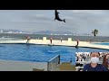 dolphin show aquarium in fukuoka japan