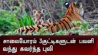 சாலையோரம் 3 குட்டிகளுடன் பவனி வந்த புலி |Tiger with Cubs