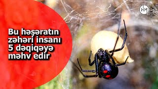 Bu hörümçəyin zəhəri insanı 5 dəqiqəyə öldürür - AZƏRBAYCANDA YAŞAYAN ƏN TƏHLÜKƏLİ HƏŞƏRAT NÖVLƏRİ