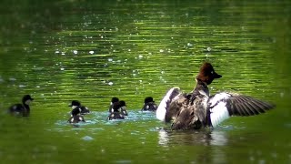 The coot attacked the goldeneye chicks.