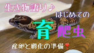 ニシアフの産卵と孵化の準備