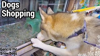 Dogs Go Shopping at Petco over 500 Miles From Home! Husky Shopping Spree