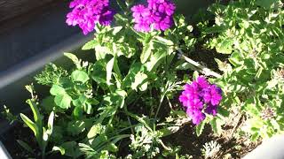 The purple verbena