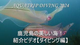 【アオリイカの産卵】アオリイカ　産卵　鹿児島の海　鹿児島のダイビング　アクアトリップダイビング　秋目ボートダイビング　南さつま市　坊津町　秋目　民宿がんじん荘