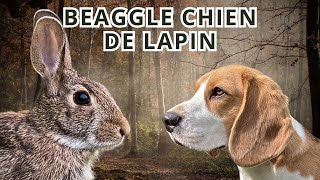 BEAGGLE CHIEN DE LAPIN