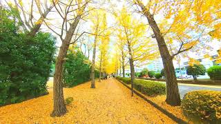 イチョウ並木 Beautiful Autumn Leaves in Japan