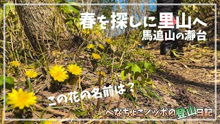 【登山】春を探しに里山へ。満開の福寿草を満喫！「北海道馬追山の瀞台」