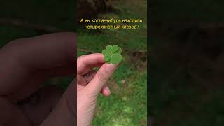 Четырехлистный клевер🍀