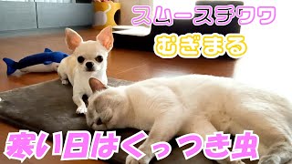 【スムースコート チワワ】飼い主には嬉しい季節がやってきました（#14）