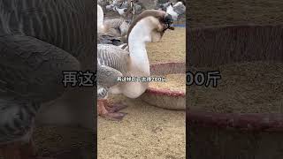 Chaoshan Cuisine: Lion Head Goose - It's Too Hot! 25 Pounds is the Maximum Weight!