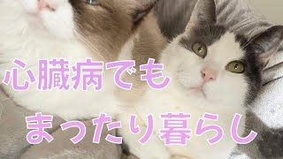 肥大型心筋症でも元気いっぱいの猫 前編【心臓病の猫の闘病紹介】