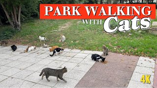 Meet the Cutest Explorers: Cats on a Park Walk | 4K video