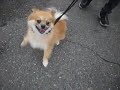 リーマのペットホテルに来てくれたＭＩＸ犬のペコくん *^_^*