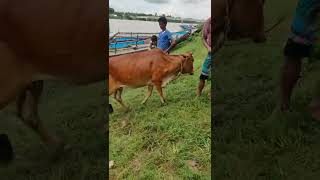 cow unloading, cow videos, cow video, big cow, goru hamba cow #shorts
