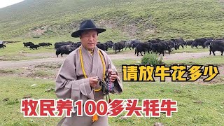 藏族人家里100多头牦牛值多少？请人放牛1万多，牛不卖钱从哪里来