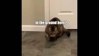 When the catnip hits pt 2