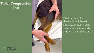 Tibial compression test (or tibial thrust test) to diagnose cranial cruciate ligament failure