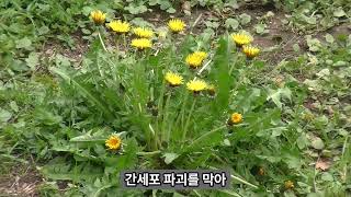 허약 체질 개선 및 간 기능 개선에 \