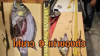 เชฟรีวิว ‘ปลาหมอคางดำ’ ผงะ! ไส้ยาว 9 เท่าของตัว – ไต๋เรือสะพรึง เจอลูกปลายั้วเยี้ยเต็มปาก