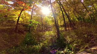 1 Hour of Isolation in the Wisconsin Northwoods - Nature ASMR