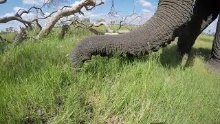 Jabu the elephant eating grass!