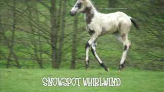 Appaloosa foals 2008-09 by Whirlwindhorses August Skyhawk.wmv