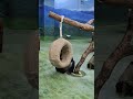 蘿蔔就在頭上但圓圓就是看不到 大熊猫 cuteanimals panda 貓熊