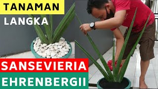 Cara Merawat Sansevieria Ehrenbergii. Inilah Sansevieria Langka, Unik dan Cantik dari Afrika Timur