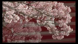 2018 新倉山浅間公園の富士と桜　2018 Mt, Fuji \u0026 cherry blossom  in Mt. Atrakura Sengen P.ark