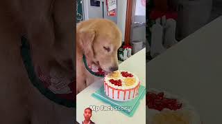 Tobo ne banaya #dog #funny #funnydogs #tobo #youtubeshorts