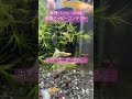 今日のグッピー　コンテストまであと1週間　 アクアリウム 熱帯魚 guppy aquarium 国産グッピー guppyfish グッピー