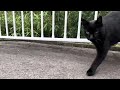 坂道で追いかけてくる黒ねこちゃん　no.７８６　２０２４年　１０月２９日　８：００　のくろねこちゃん　black cat