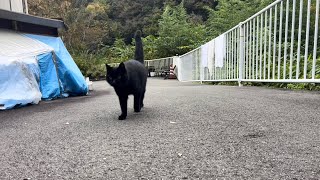 坂道で追いかけてくる黒ねこちゃん　No.７８６　２０２４年　１０月２９日　８：００　のくろねこちゃん　black cat