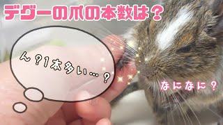 デグーの爪は何本？