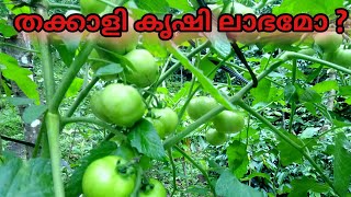 തക്കാളി കൃഷി ലാഭമോ? പരിപാലനവും വിപണനവും | thakkali krishi | Tomato farming|Kerala agriculture