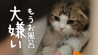 【大失敗】お風呂に家族でモフ猫を入れたら絶望させてしまいました