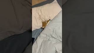 【shiba inu】飼い主の布団で先に眠りつく柴犬