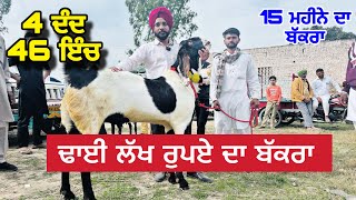 ਢਾਈ ਲੱਖ ਰੁਪਏ ਦਾ ਬੱਕਰਾ 4 ਦੰਦ 46 ਇੰਚ । Longowal Bakra Mandi Live sauda  #goats #goatfarming