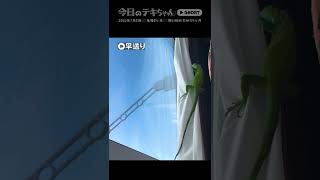 【早送り】窓の外が気になるのかずっとカーテンに張り付いているグリーンイグアナの赤ちゃん #shorts #iguana #イグアナ #爬虫類 #グリーンイグアナ #reptiles #動物の赤ちゃん