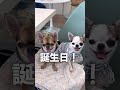 愛犬クルミ3歳の誕生日！みんなでお祝いしてください☺️ わたしの一番かわいいところ スムチー チワワ