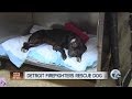 Dog on the mend after being rescued from fire in Detroit