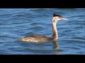 170831野鳥カンムリカイツブリ小矢部川3 21