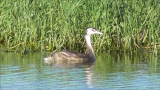 170831野鳥カンムリカイツブリ小矢部川3 21