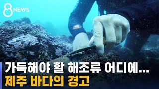 해조류 사라지는 '바다 사막화' 빨라진다…바다의 경고 / SBS