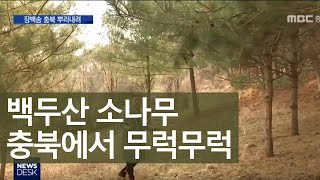 한국 뿌리내린 백두산 소나무 '장백송'ㅣMBC충북NEWS